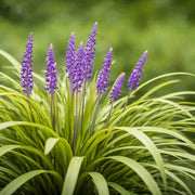 Evergreen Seeds, Liriope muscari Liriope spicata