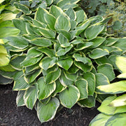 Ornamental Foliage Plant Seeds - Flower Plant