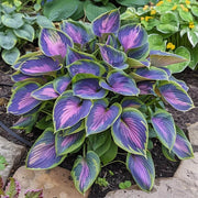 Ornamental Foliage Plant Seeds - Flower Plant