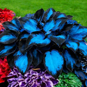 Ornamental Foliage Plant Seeds - Flower Plant