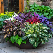 Ornamental Foliage Plant Seeds - Flower Plant