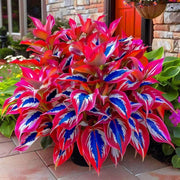 Ornamental Foliage Plant Seeds - Flower Plant