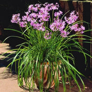 Ornamental Garlic Seeds - Herbal Plant