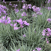 Ornamental Garlic Seeds - Herbal Plant