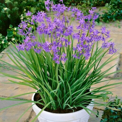 Ornamental Garlic Seeds - Herbal Plant