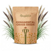Ornamental Grass Seeds – Poaceae spp.