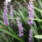 Ornamental Seeds