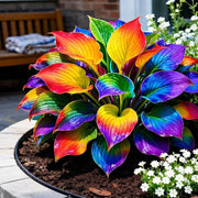 Ornamental Hosta Seeds