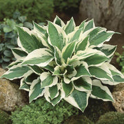 Ornamental Hosta Seeds