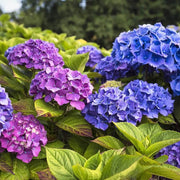 Ornamental Hydrangea Seeds - Flower Plant