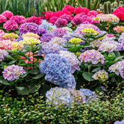 Ornamental Hydrangea Seeds - Flower Plant