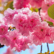 Ornamental Japanese Cherry Seeds