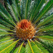 Ornamental Palm Seeds - Tropical Ornamental Palm Seeds for Planting