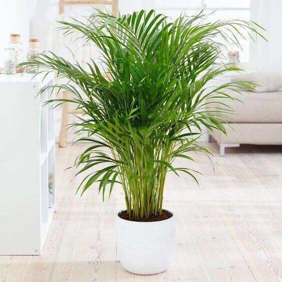 Ornamental Palm Seeds - Tropical Ornamental Palm Seeds for Planting