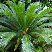 Ornamental Palm Seeds - Tropical Ornamental Palm Seeds for Planting