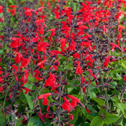 Ornamental Sage Seeds - Herbal Plant