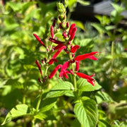 Ornamental Sage Seeds - Herbal Plant