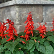 Ornamental Sage Seeds - Herbal Plant