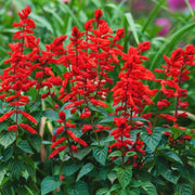 Ornamental Sage Seeds - Herbal Plant