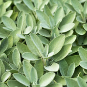 Ornamental Sage Seeds - Herbal Plant