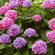 Ornamental Shrubs Seeds