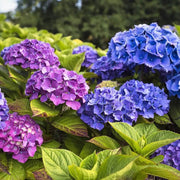 Ornamental Shrubs Seeds - Flower Plant