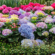 Ornamental Shrubs Seeds