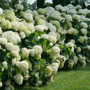 Ornamental Shrubs Seeds - Flower Plant
