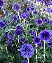 Ornamental Thistle Seeds – Echinops ritro