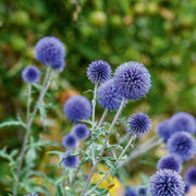 Ornamental Thistle Seeds – Echinops ritro
