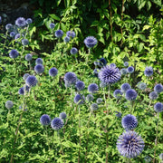 Ornamental Thistle Seeds – Echinops ritro