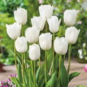 Ornamental Tulip Seeds - Flower Plant