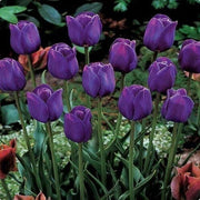 Ornamental Tulip Seeds - Flower Plant