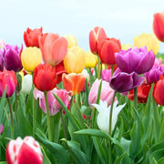 Ornamental Tulip Seeds - Flower Plant
