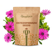 Osteospermum Seeds – Osteospermum ecklonis