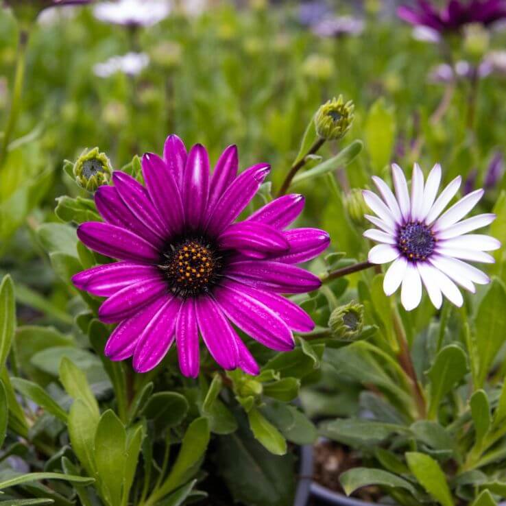 Osteospermum Seeds - Flower Plant for Home Gardens