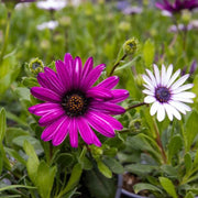 Osteospermum Seeds - Flower Plant for Home Gardens