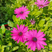 Osteospermum Seeds - Flower Plant for Home Gardens