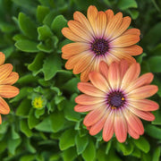 Osteospermum Seeds - Flower Plant for Home Gardens