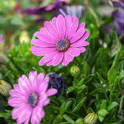 Osteospermum Seeds - Flower Plant for Home Gardens