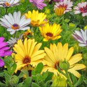 Osteospermum Seeds - Flower Plant for Home Gardens