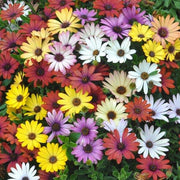 Osteospermum Seeds - Flower Plant for Home Gardens