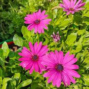 Osteospermum Seeds – Osteospermum ecklonis