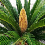 Outdoor Landscape Sago Palm Seeds - Tropical Ornamental Palm Seeds for Planting