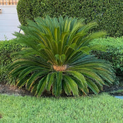 Outdoor Landscape Sago Palm Seeds - Tropical Ornamental Palm Seeds for Planting