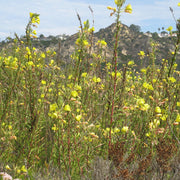 Hooker's Evening Primrose Seeds