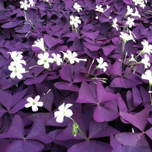wildflower Oxalis Shamrock Seeds