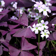 wildflower Oxalis Shamrock Seeds