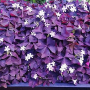 wildflower Oxalis Shamrock Seeds