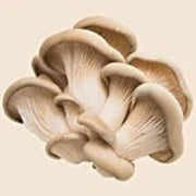 Oyster Mushroom Spawn Seeds